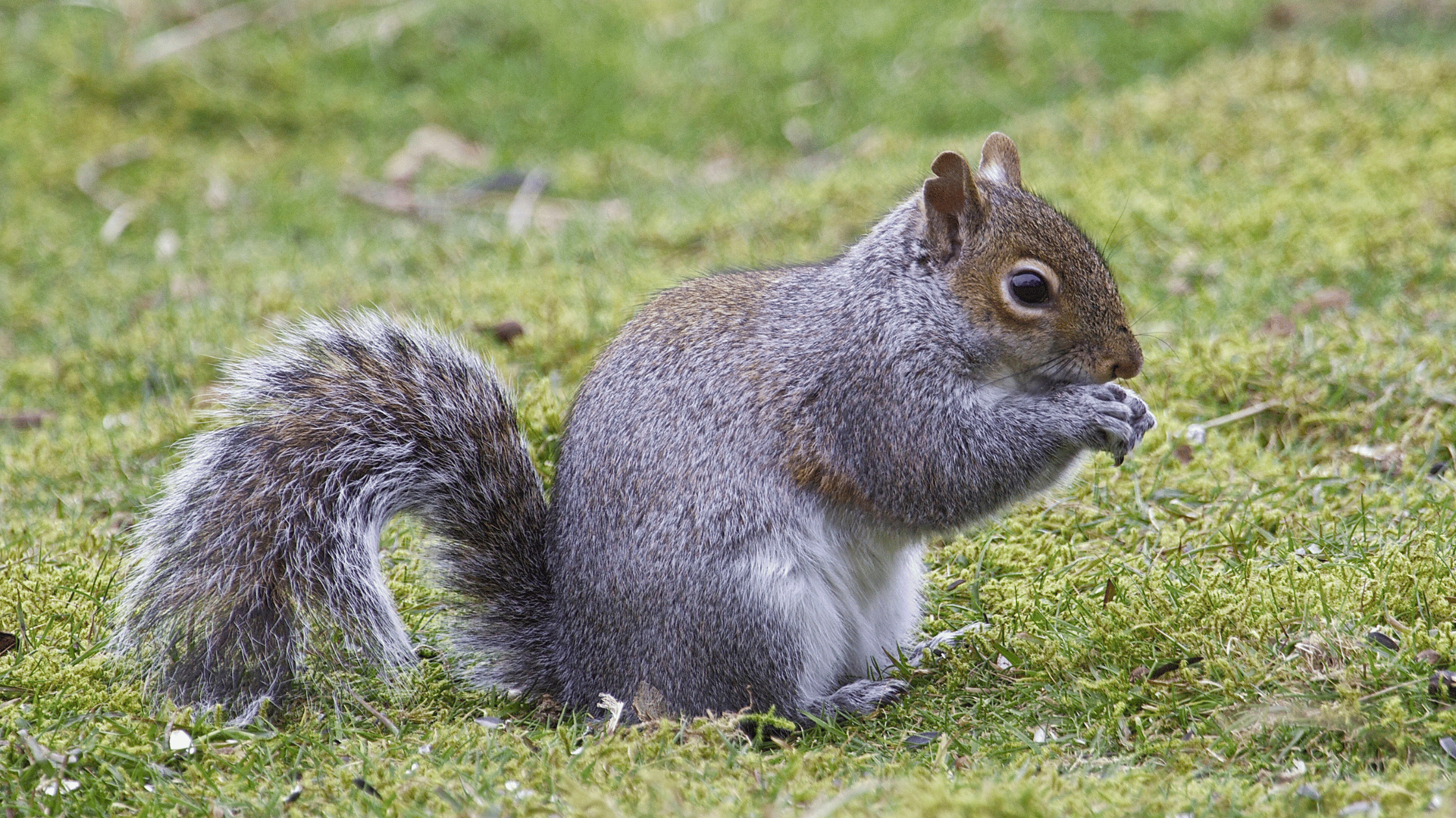 Be Like a Squirrel Preparing for Your Future Self (5)