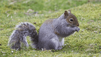 Squirrel in nature, representing mindfulness and preparing for the future with intention.