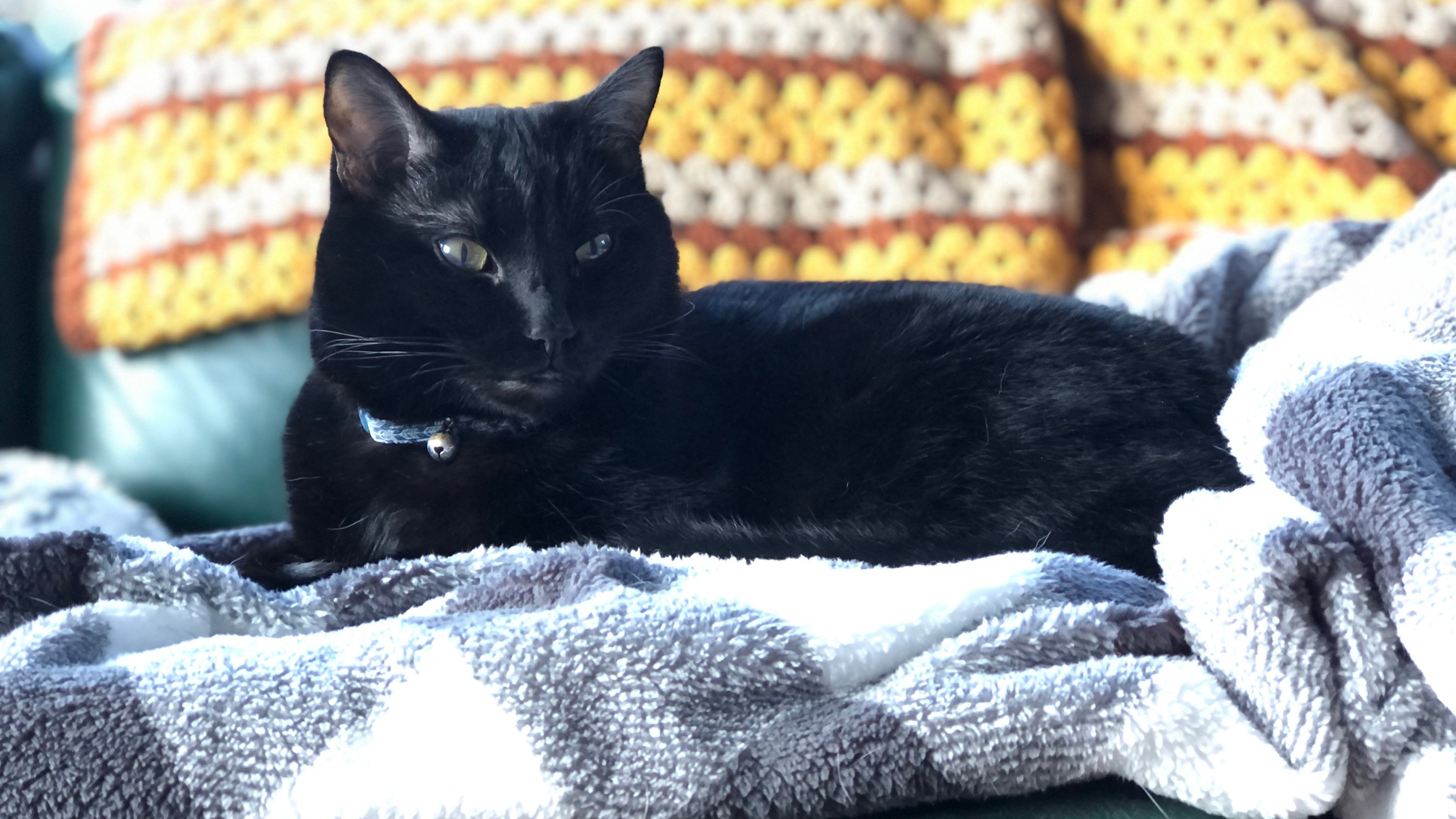 A black cat named Bruno (aka Boonsie) laying peacefully on a cozy blanket on a couch, embodying a sense of rest and nervous system regulation.