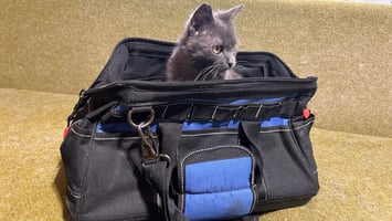 A close-up of a grey kitten tucked inside an open blue and black canvas tool bag on a couch.