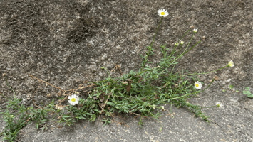 A single flower growing through a crack in concrete steps, symbolizing resilience, authenticity, and self-compassion in challenging environments.