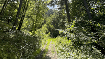 A sunlit forest path symbolizing clarity, balance, and the journey of ongoing self-care through regular Reiki practice.