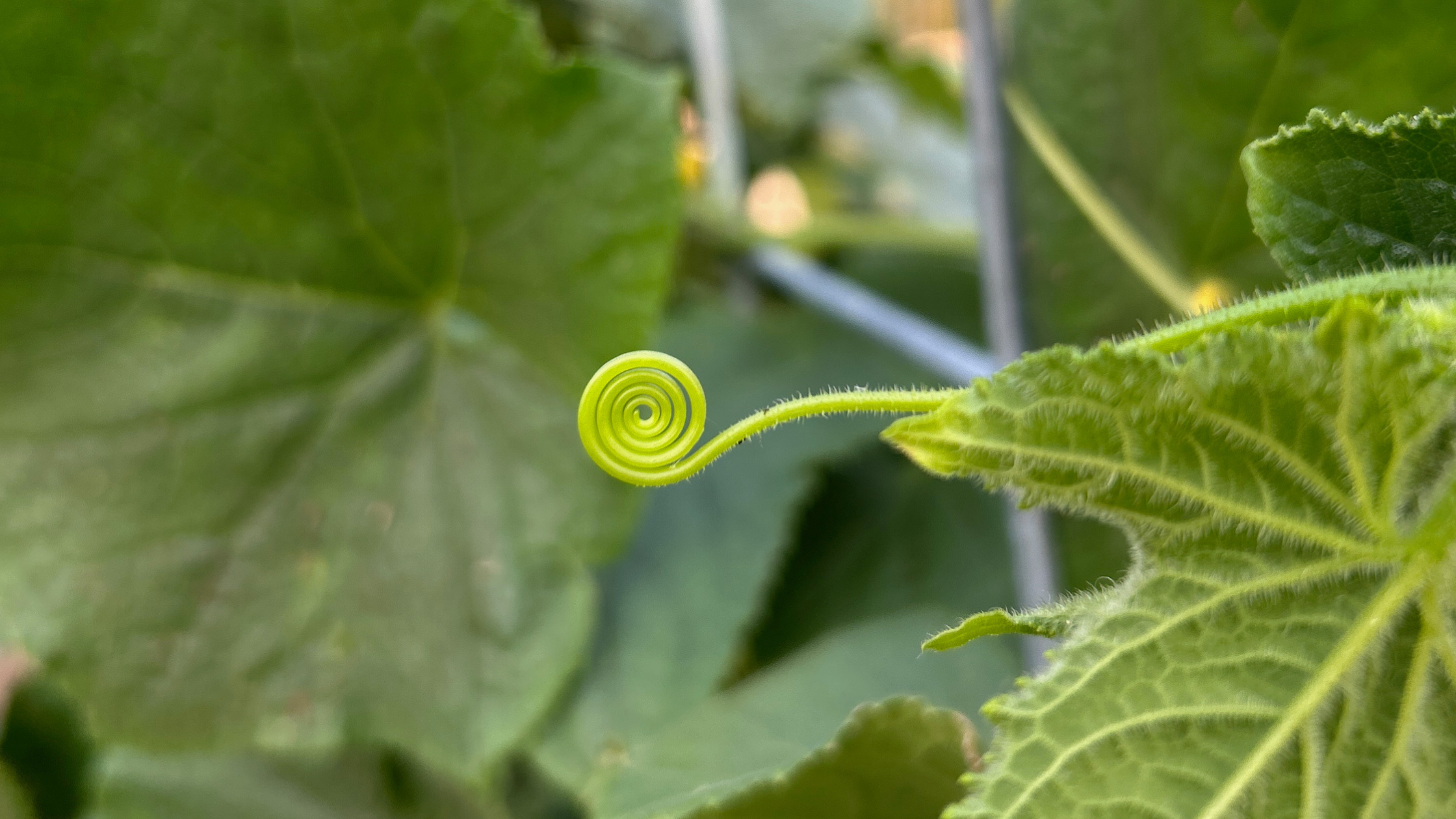 Close-up of a delicate green plant tendril curling into a spiral, symbolizing growth, slowing down, and self-regulation.