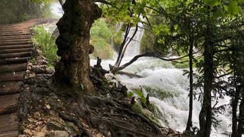 A wooden path curves alongside a rushing waterfall and tree with exposed roots, symbolizing the balance between movement, groundedness, and gentle flow in nature.