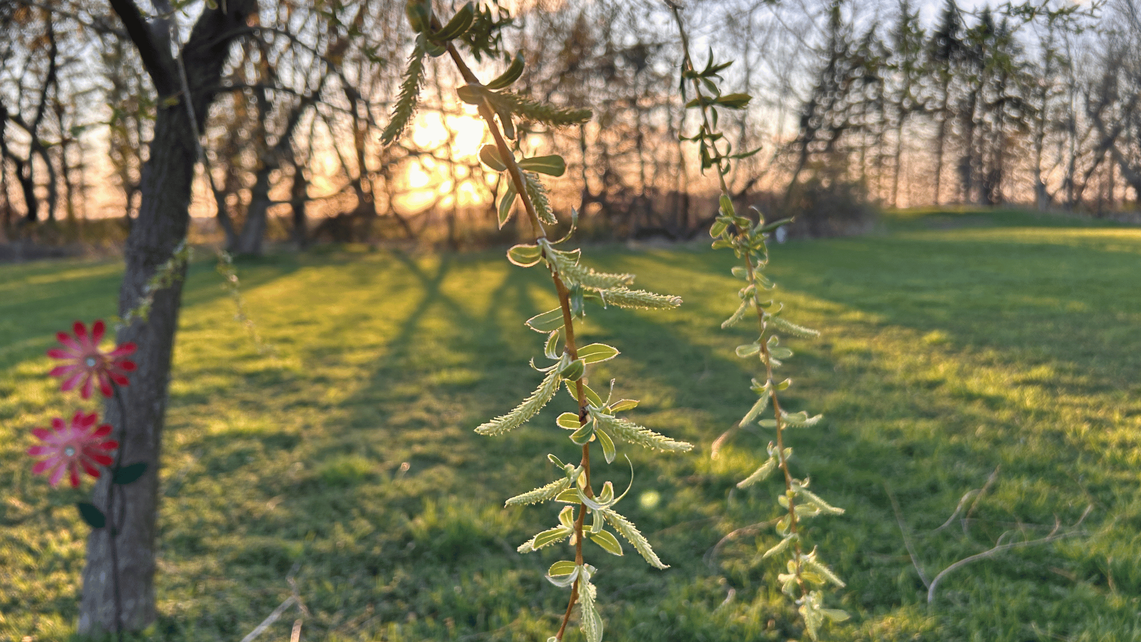 Close-up of fresh spring tree branches with new leaves against a soft, golden sunset in a green yard.