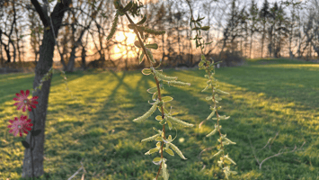 Close-up of fresh spring tree branches with new leaves against a soft, golden sunset in a green yard.