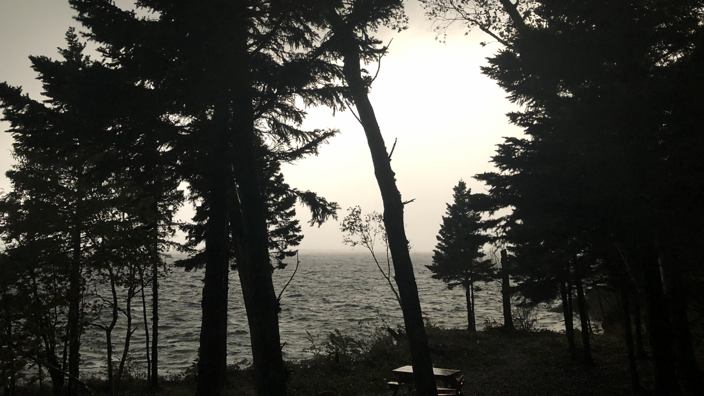 A moody, silhouetted view of trees looking out over a calm, gray lake, representing reflection and stillness for caregivers.