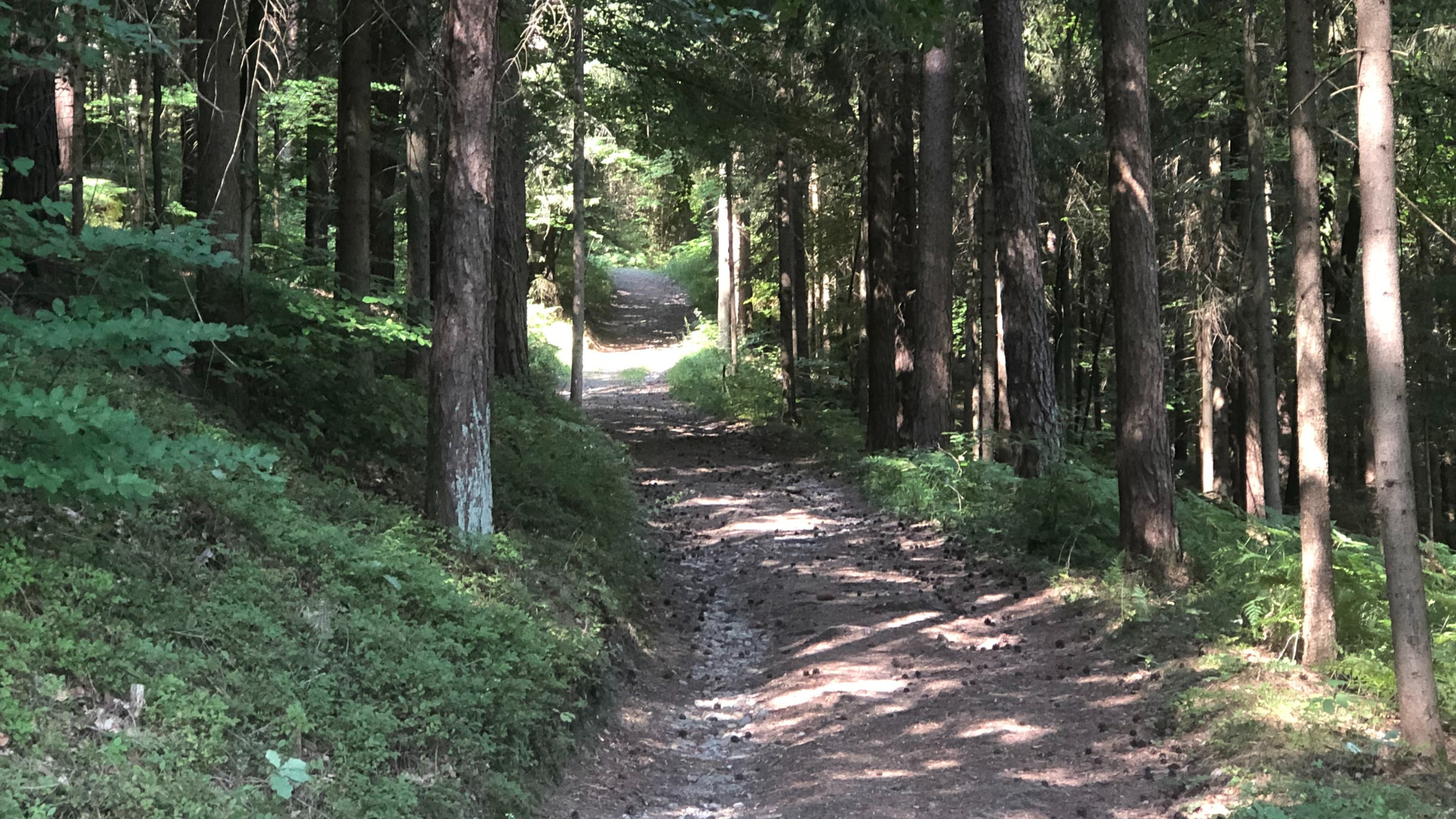 Forest path with sunlight filtering through trees, symbolizing clarity, healing, and self-awareness.
