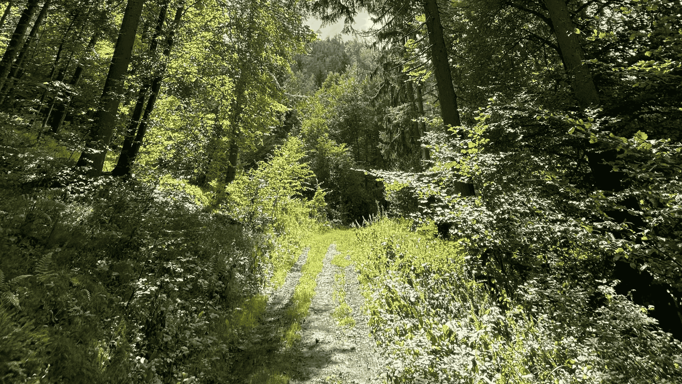 Sunlit pathway through a quiet forest, symbolizing the journey of self-discovery and trusting your inner wisdom