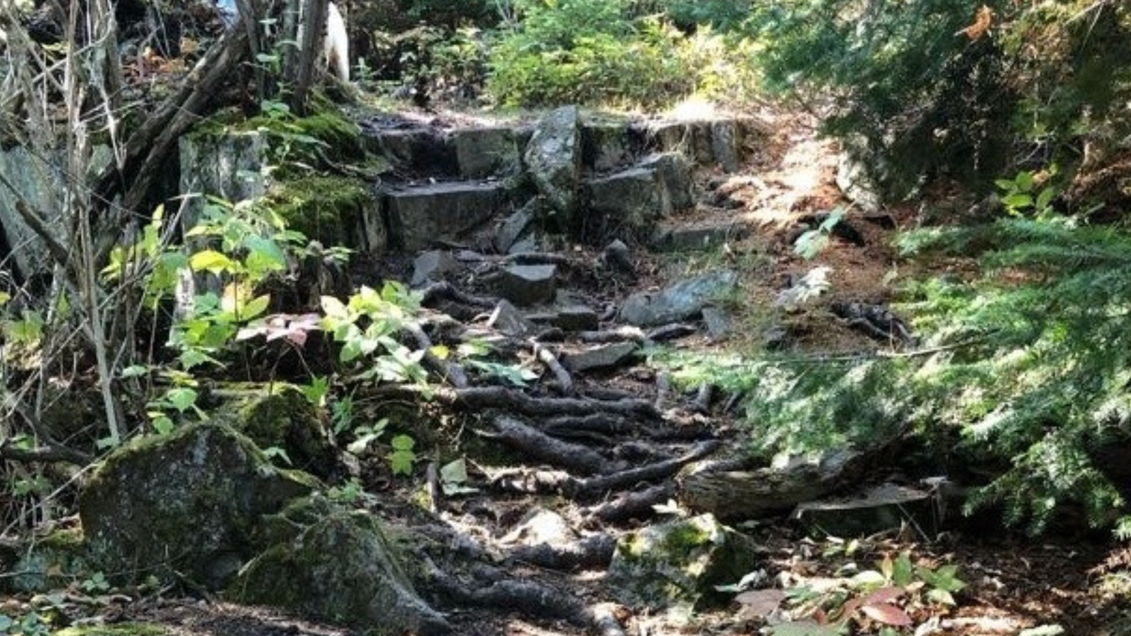 A rugged forest path with exposed tree roots and moss-covered rocks, symbolizing slow, steady growth and the gentle persistence needed for lasting change.