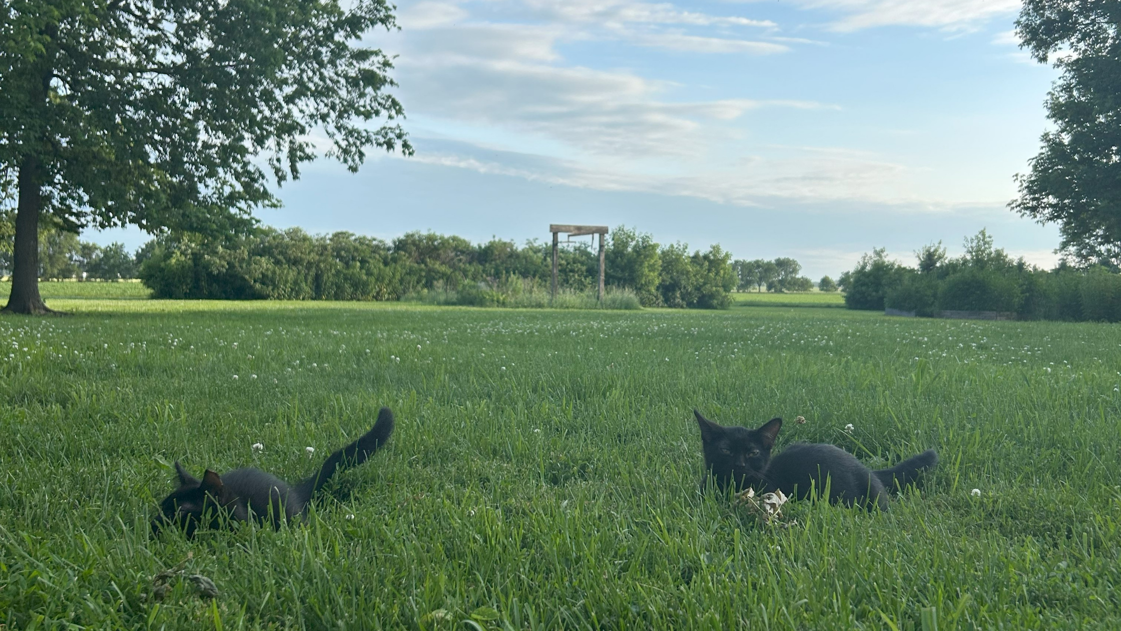 Two black cats relaxing in a green Minnesota yard under a blue summer sky, surrounded by trees and open space.