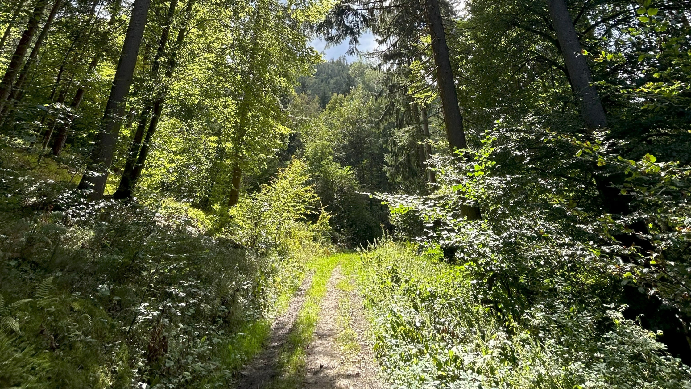 A sunlit forest path symbolizing clarity, balance, and the journey of ongoing self-care through regular Reiki practice.
