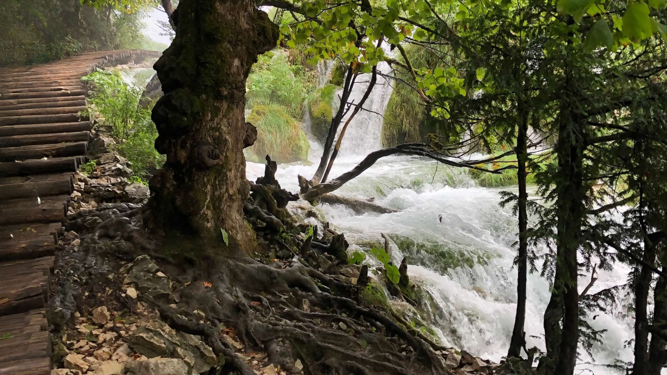 A wooden path curves alongside a rushing waterfall and tree with exposed roots, symbolizing the balance between movement, groundedness, and gentle flow in nature.